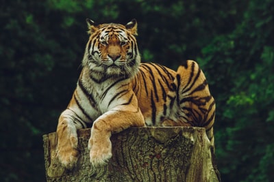 木板上的老虎